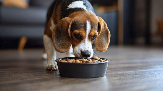 Animal Food